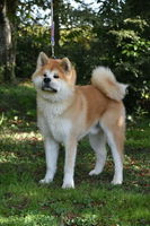  Chiots AKITA INU LOF 