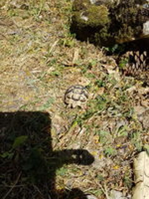   Tortue de terre 