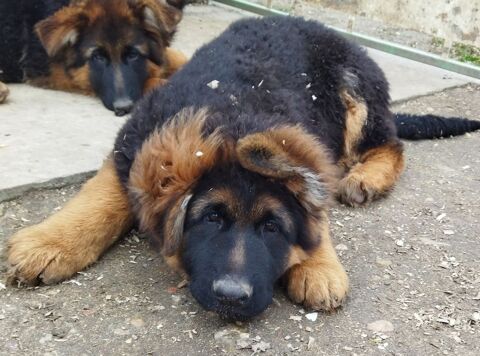 Magnifiques chiots berger allemand LOF poils longs 750 49160 Blou