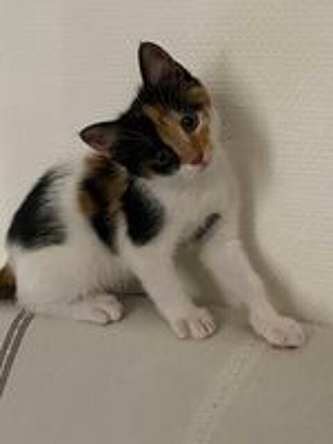   Donne adorable petite chatte câline et très joueuse  