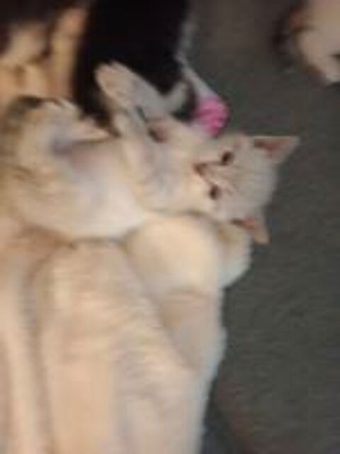   3 chatons 