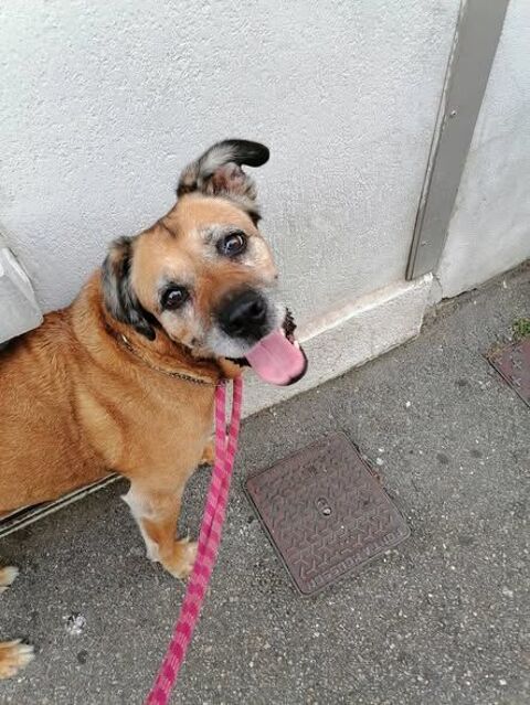 Chien ATTHILA &agrave; l adoption 80 26000 Valence