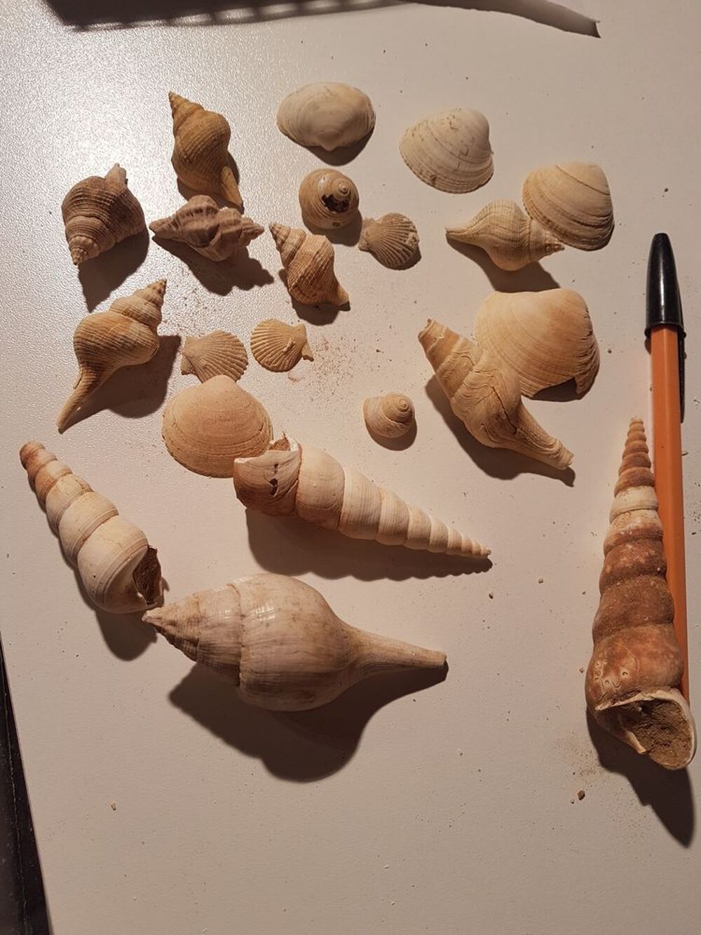 Fossiles Fran&ccedil;ais 