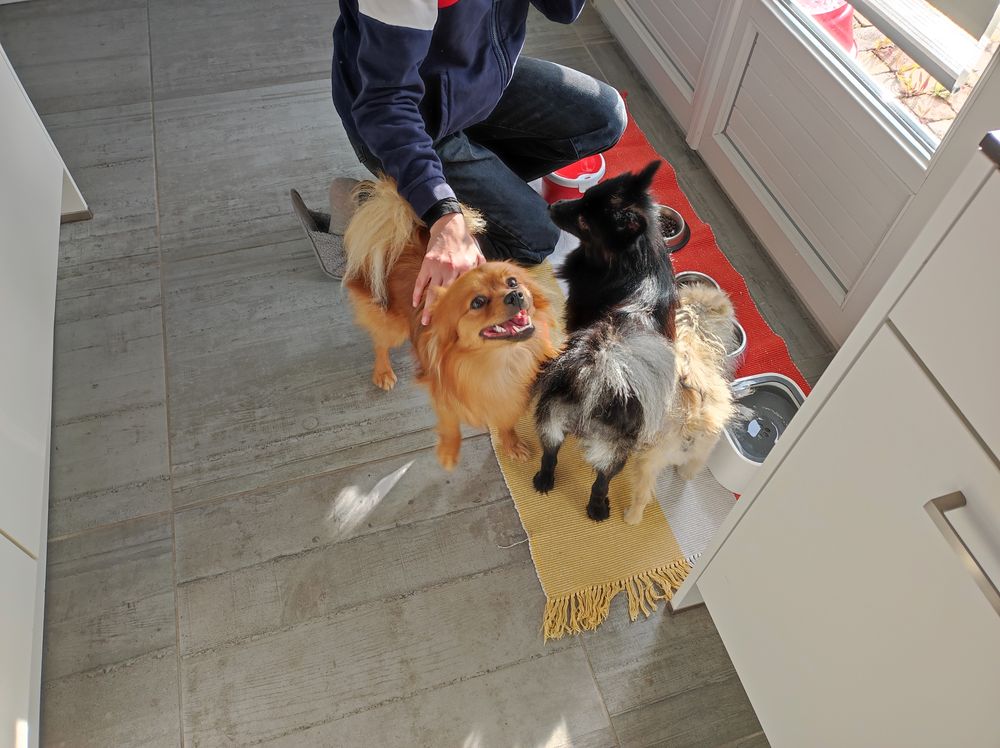   Pet sitter passionné et disponible secteur REIMS  