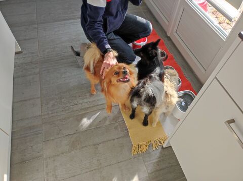 Pet sitter passionn&eacute; et disponible secteur REIMS 0 51100 Reims