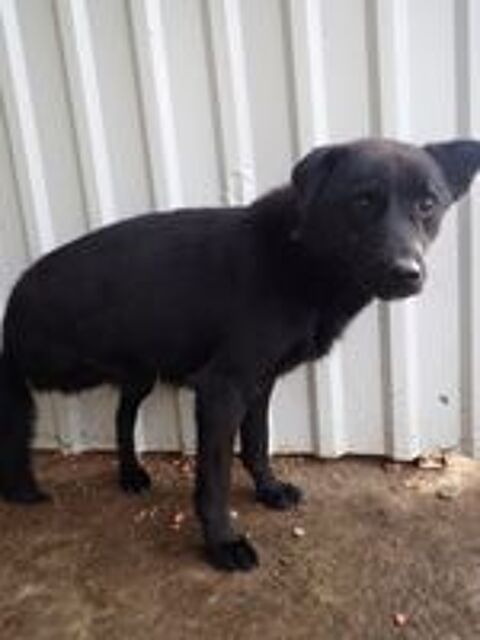   Blacky à l'adoption 