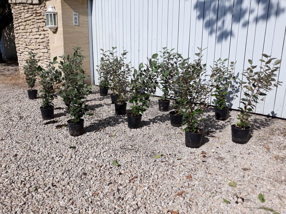 Arbuste d'ornement persistant 'Eleagnus Ebbingei' Jardin