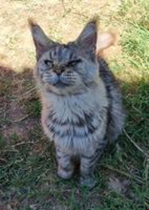   Maine Coon retraitée d'élevage loof fm 