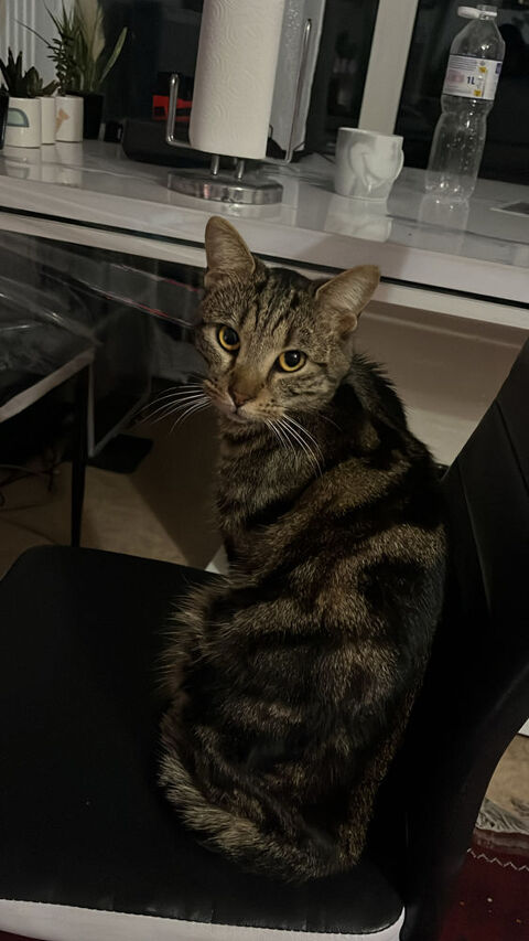 Mochi cherche famille 0 35000 Rennes