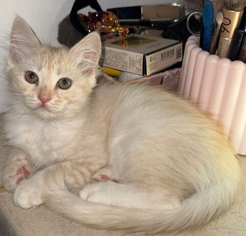Adorables chatons disponibles  550 78711 Mantes-la-ville