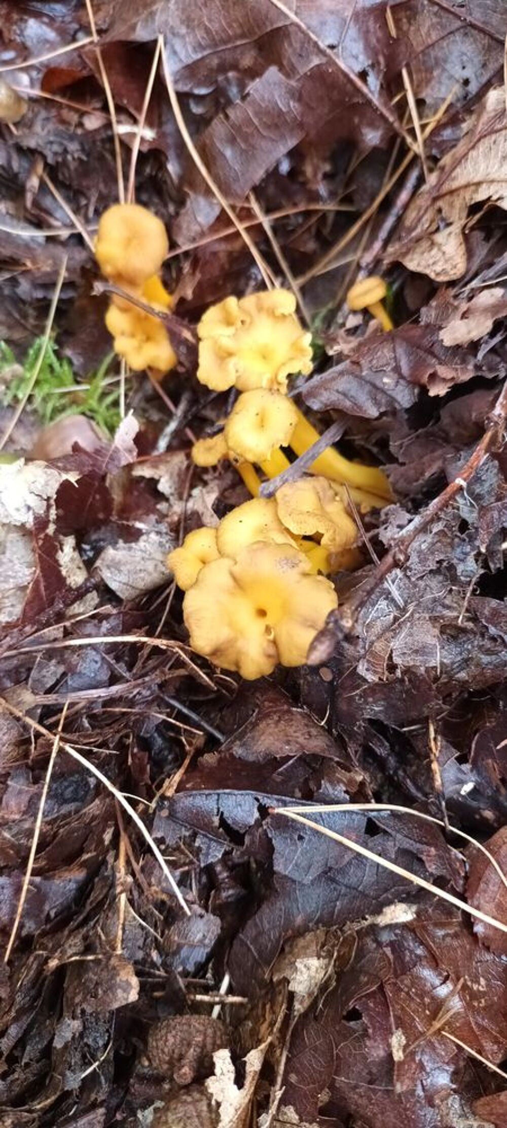 Chanterelles jaunes de l'yonne Cuisine