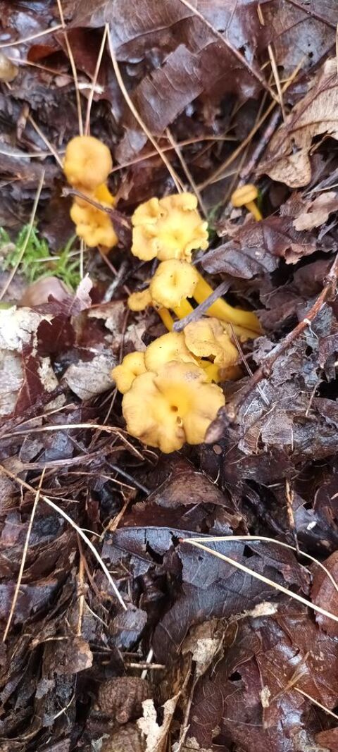 Chanterelles jaunes de l'yonne 10 Auxerre (89)
