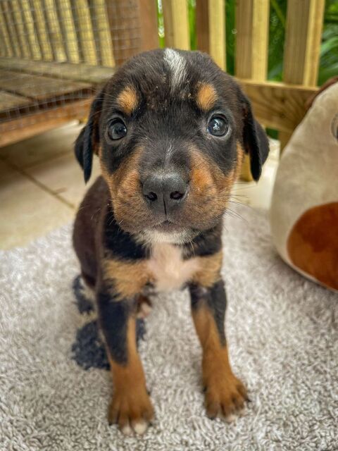 Dwalin, mâle croisé berger, né le 15/04/2025&#128054; 300 22000 Saint-brieuc