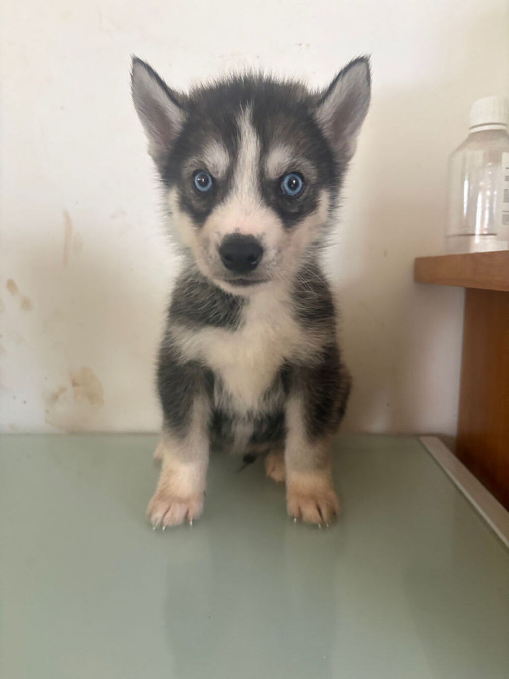   Chios Husky Sibérien  