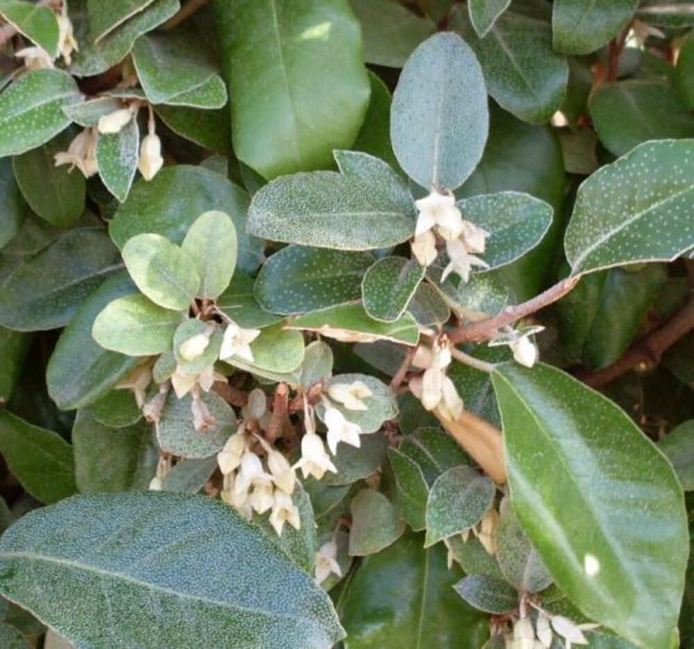 Arbuste d'ornement persistant 'Eleagnus Ebbingei' Jardin