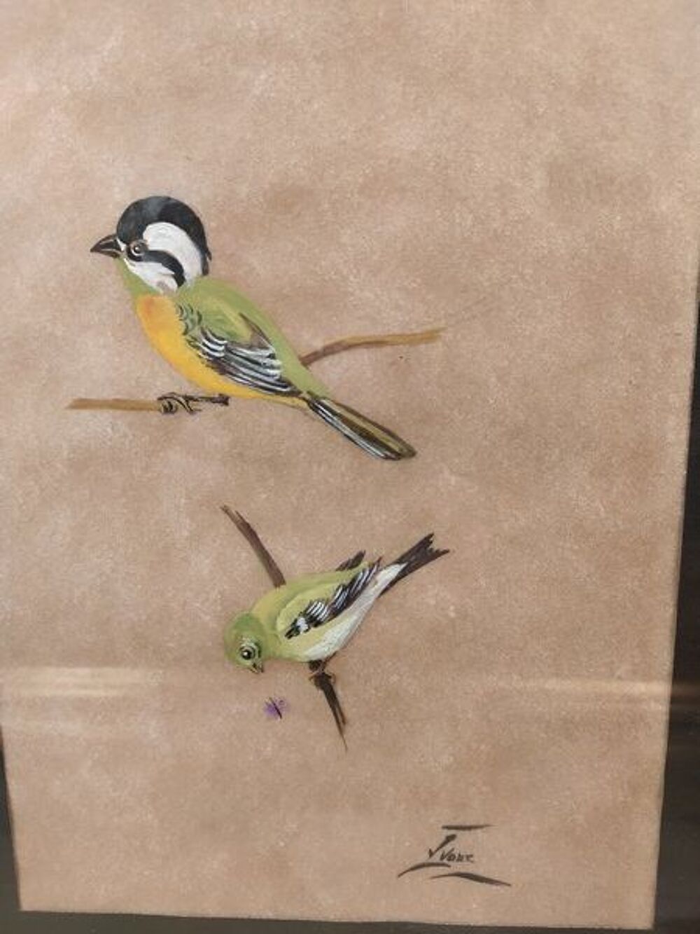 Tableau Ornithologie Oiseau Falconelle &agrave; Casque Sign&eacute; Yvone Décoration