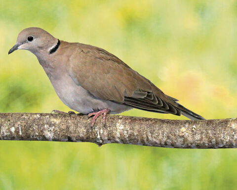 Tourterelles d'&eacute;levage 10 34750 Villeneuve-l�s-maguelone