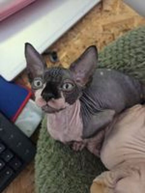   Chatons mâles sphynx et elfe 