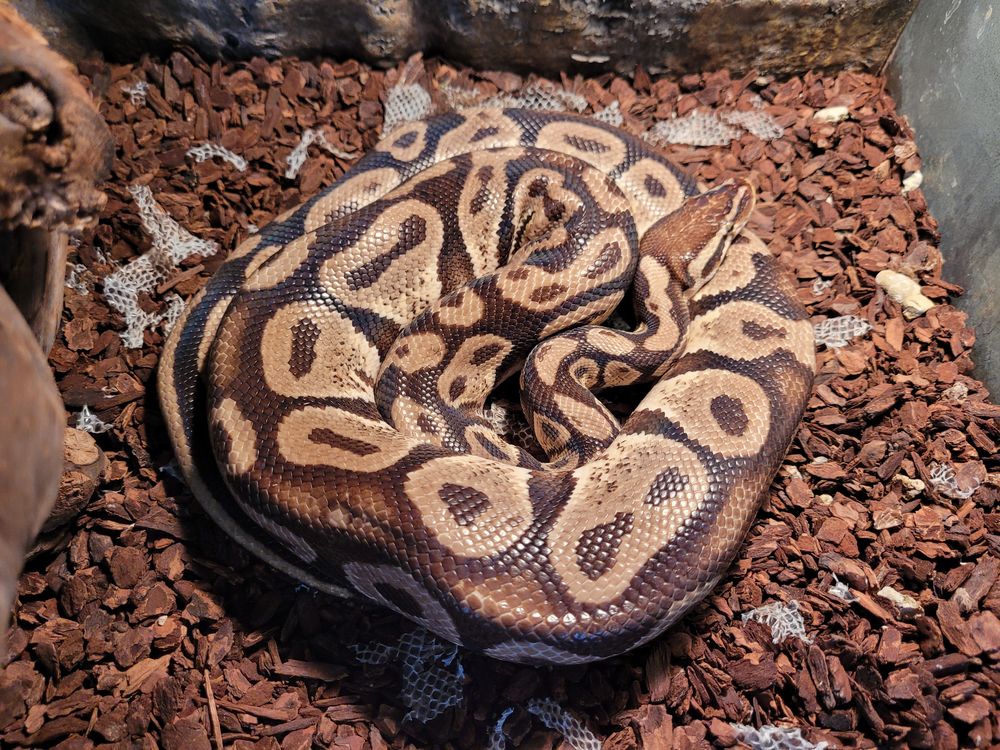   trs beau python pastel 