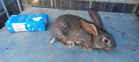 LAPINS de race marron brun de Lorraine 
20 83390 Pierrefeu-du-var