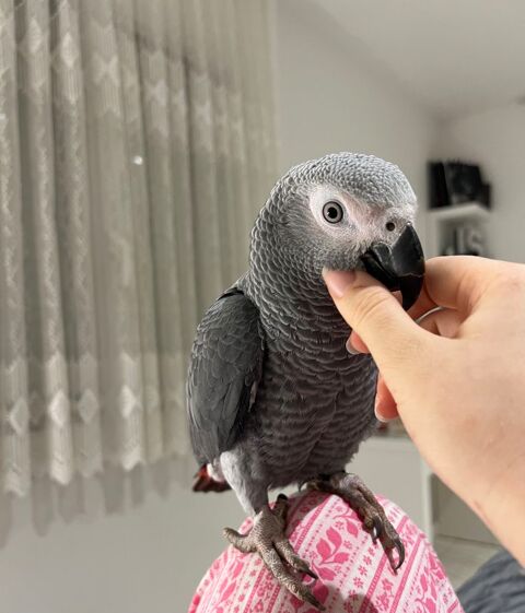 Gris du gabon eam 1400 33460 Margaux