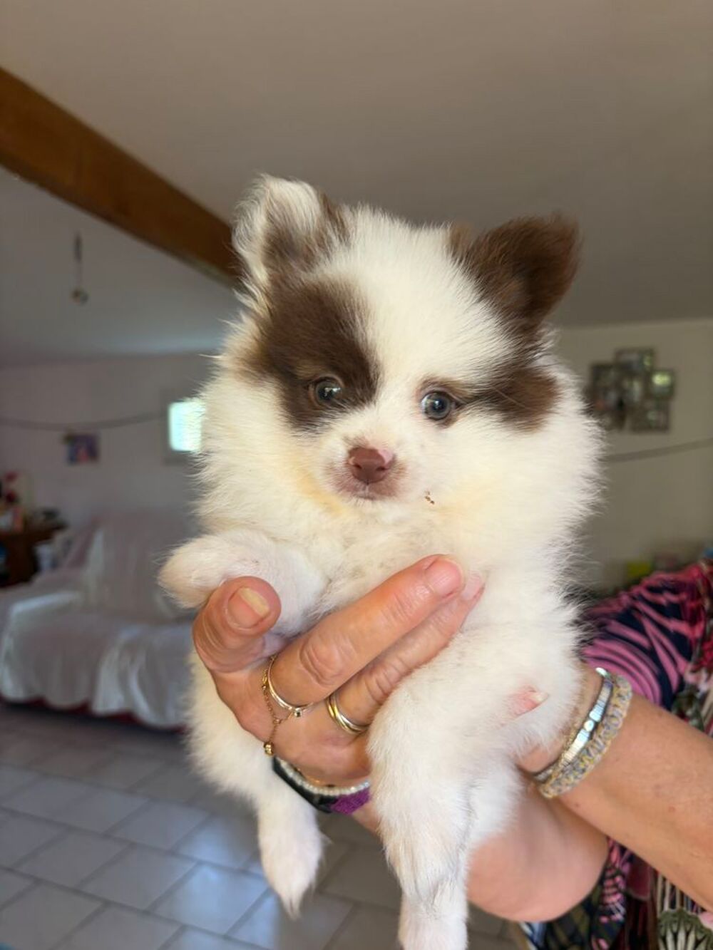   Chiot  
