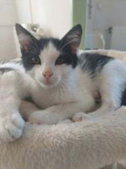   Chat BYRON à l adoption 