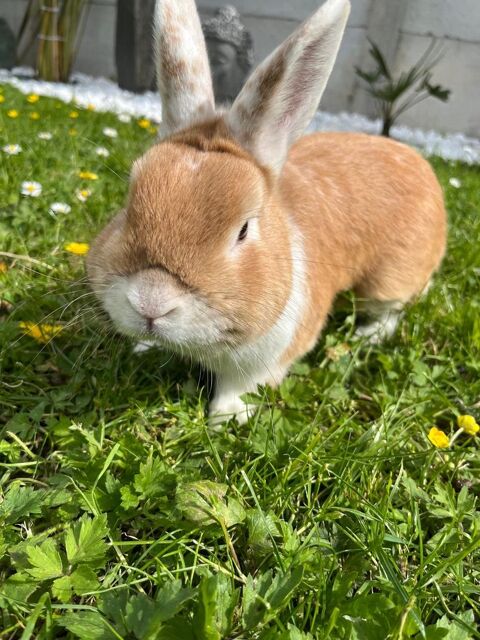 Lapin 1 an 0 93290 Tremblay-en-france