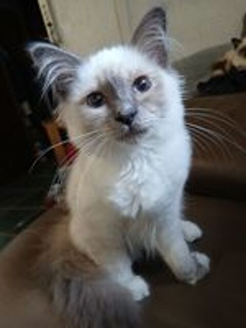   chaton sacré de birmanie 950e mâle Loof 