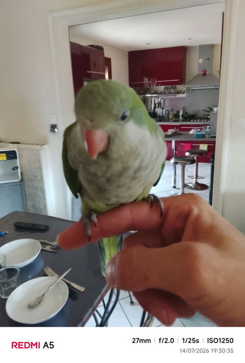 Conure quaker eam 260 77240 Vert-saint-denis