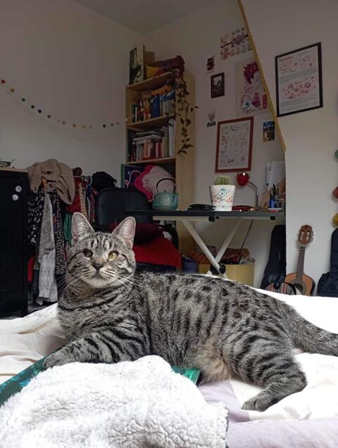 Bonnie  190 59800 Lille