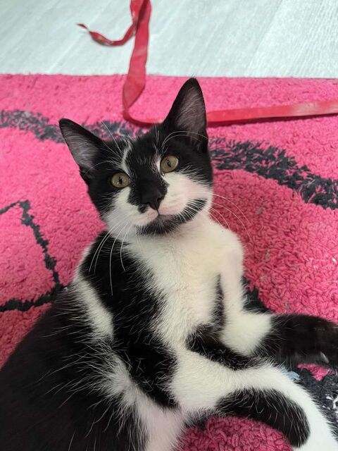 Georges un chaton équilibré qui n'attend que vous ! 180 94200 Ivry-sur-seine