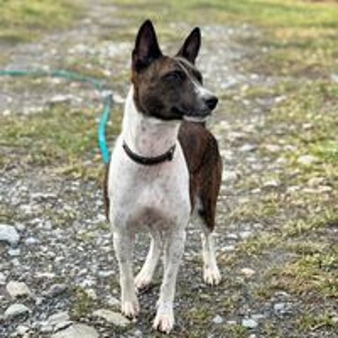   Recherche JACKY - Basenji  