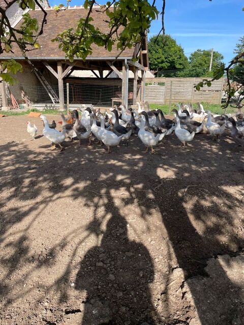 Poulettes pondeuses 8 mois 5 races 15 45120 Corquilleroy