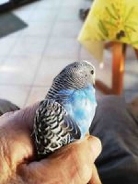   perruche ondul�e 