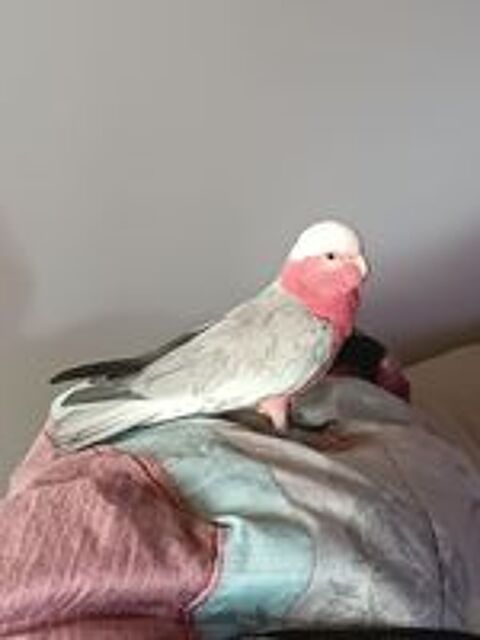    perroquet cacatoès rosalbin mâle 2ans
