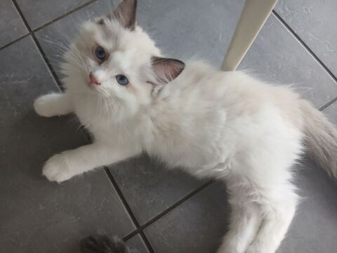 Chatons Ragdoll m&acirc;les 900 49123 Champtocé-sur-loire