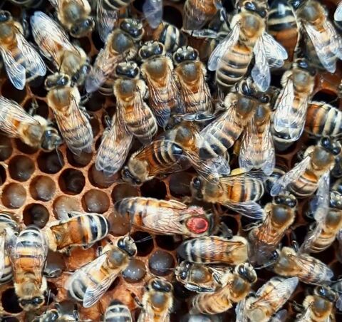 Essaim abeilles " Buckfast " 2023 150 69630 Chaponost