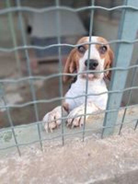    femelle beagle au lof 
