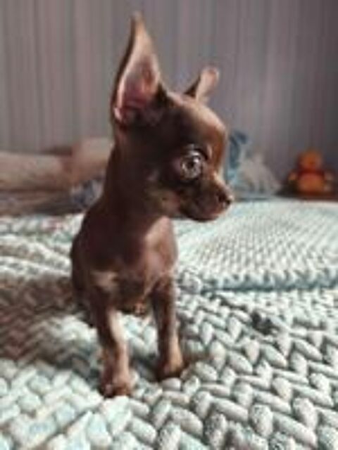   Chiot femelle, type chihuahua.  