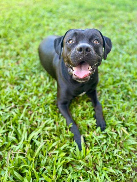 Tito, m&acirc;le crois&eacute; berger, n&eacute; le 10/02/2022 🐶 380 51000 Ch�lons-en-champagne