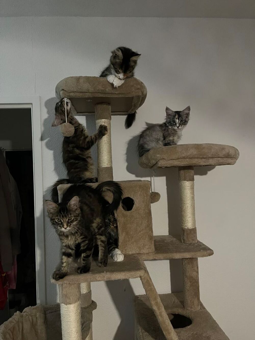   CHATON FEMELLE MAINE COON LOOF 