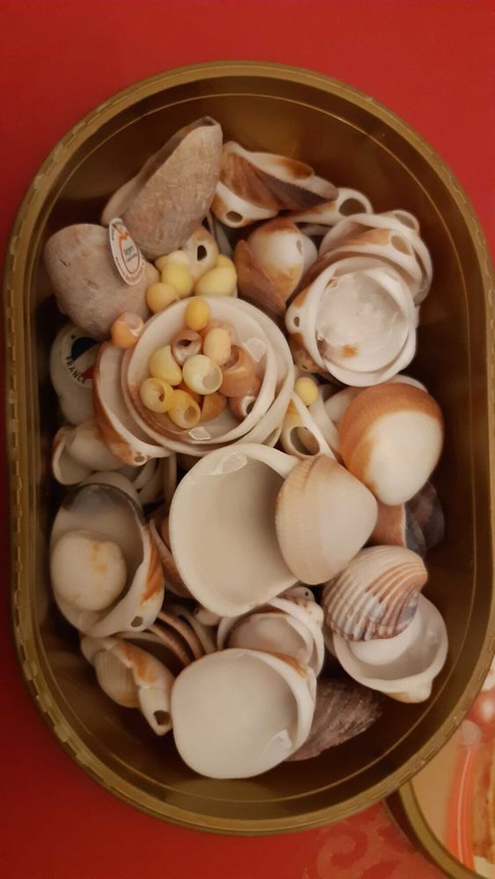 lot de Coquillages Décoration