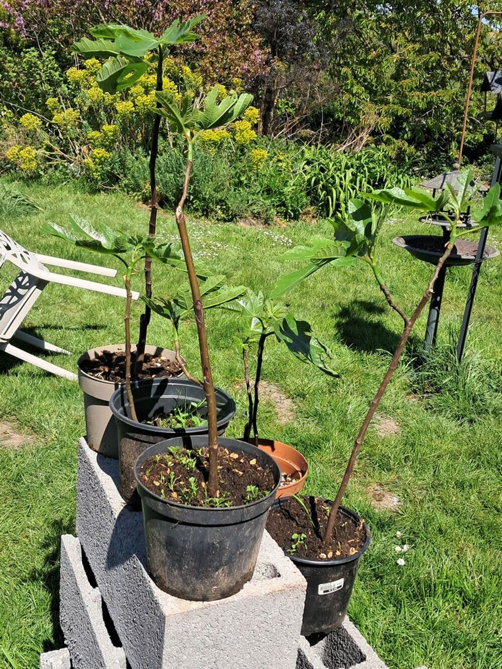 figuier bifere Jardin