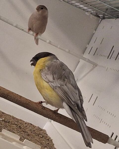 1-1 bouvreuil ponceau 1-1 verdier d'europe 0 03200 Abrest