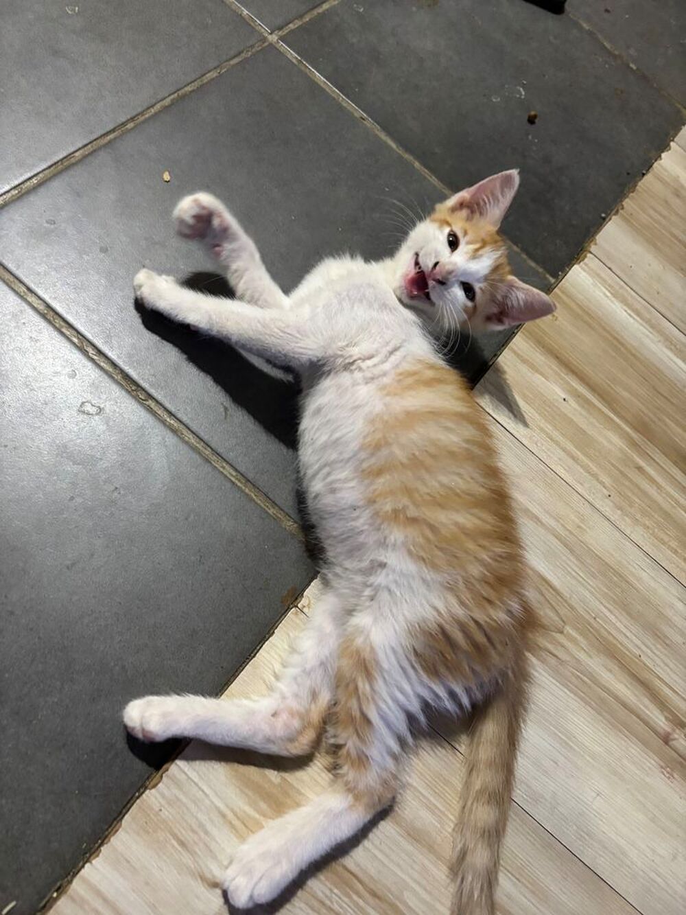   Chaton cherche famille ?? 