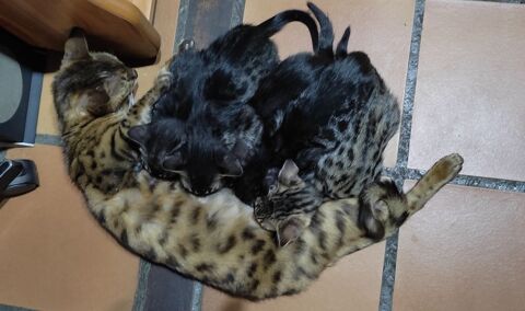 Ventes chatons bengal (3 femelles et 2 m&acirc;les) 900 12390 Auzits
