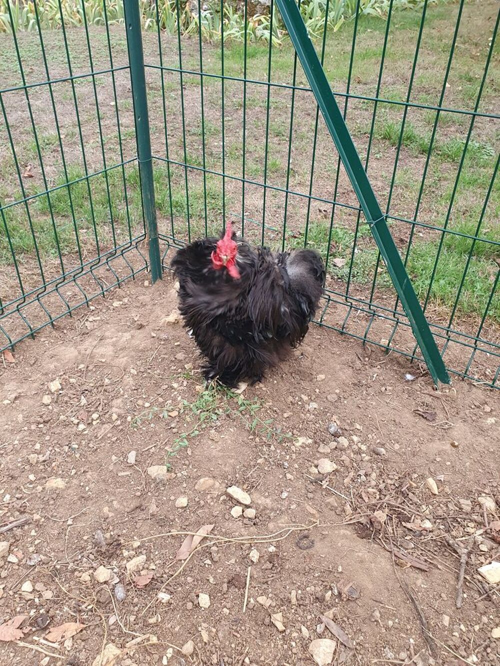   Coq bantam de pékin frisé 