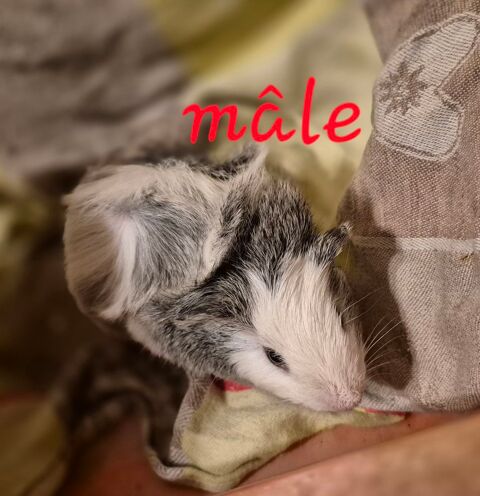 Cochons d'inde 0 72000 Le mans