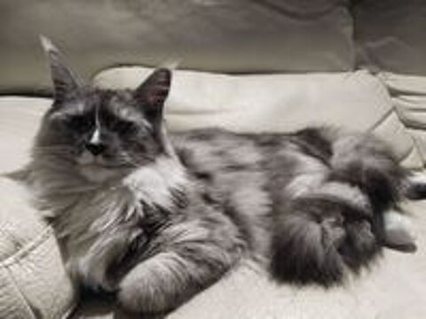   DONNE chatte de 16 mois contre conditions 